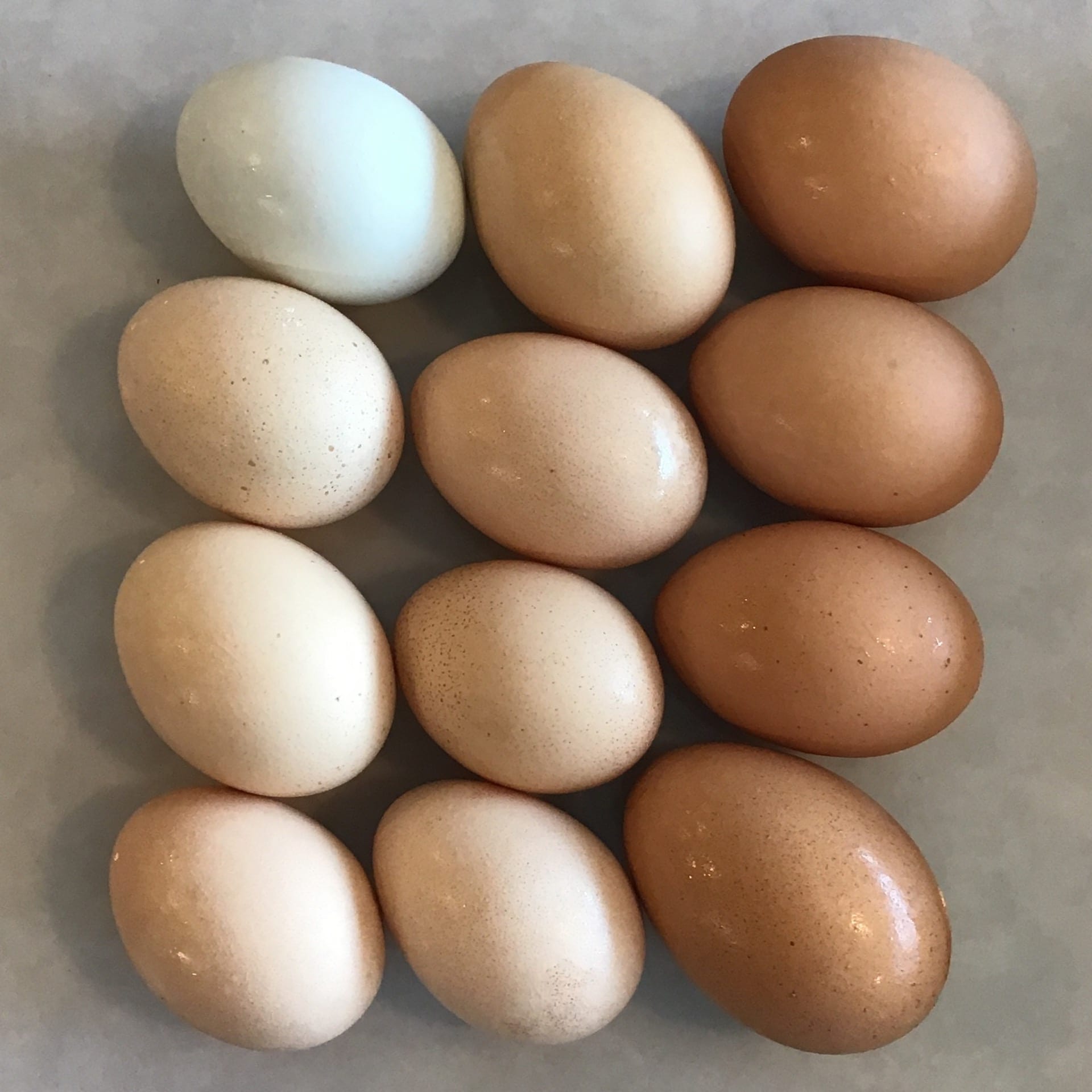 eggs free range dozen brun ko farms