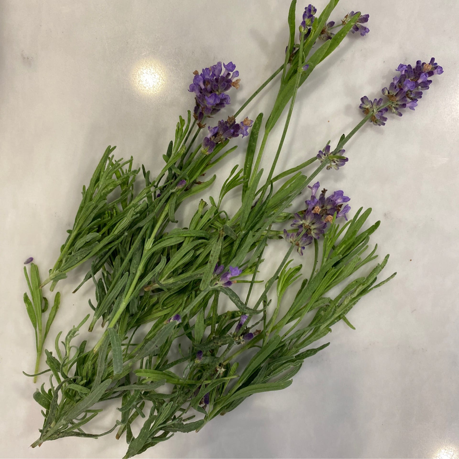 lavender local dried 375 oz