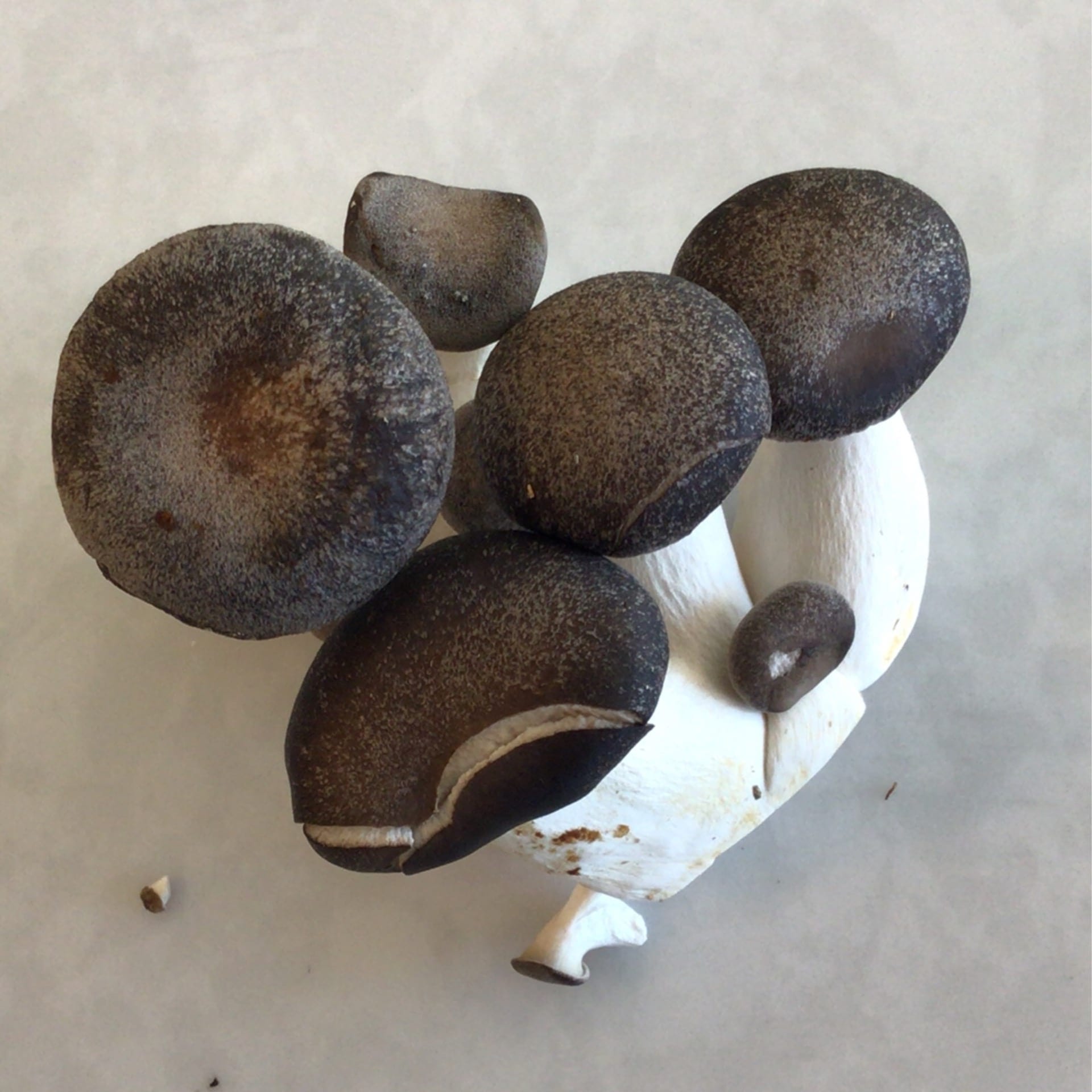 mushrooms black king 11 oz