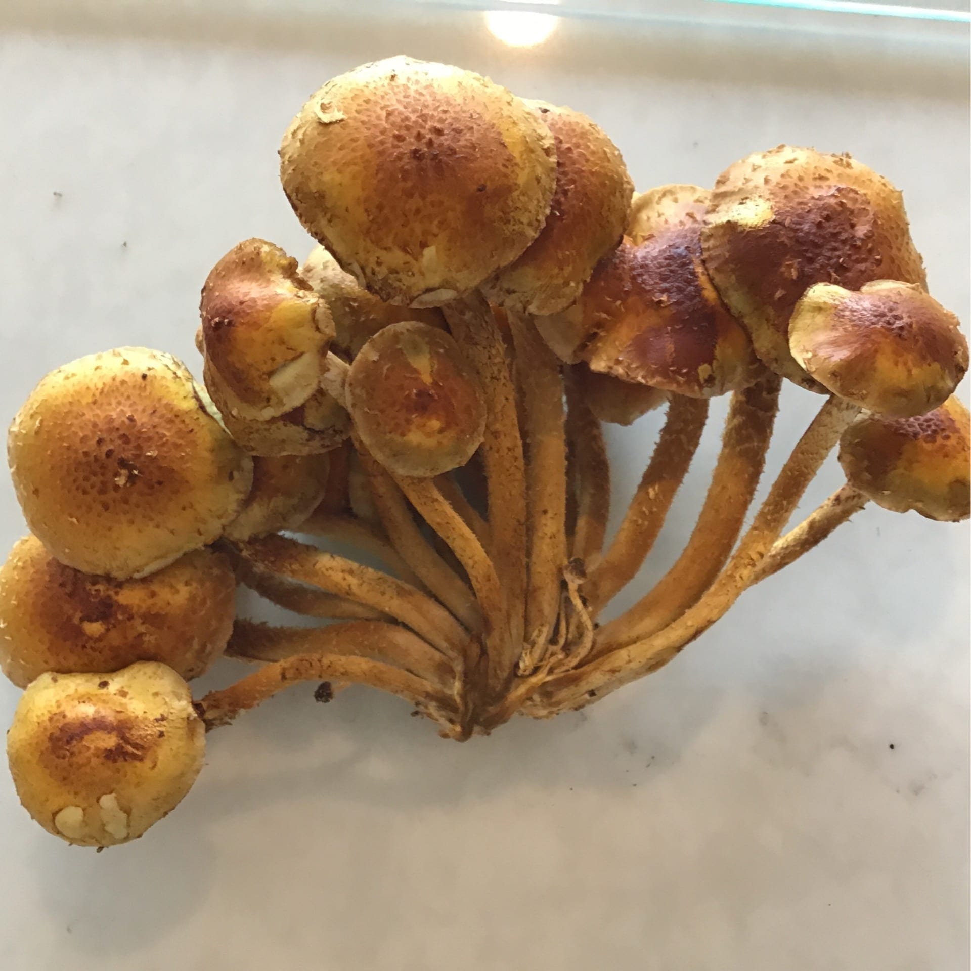 mushrooms chestnut 11 oz