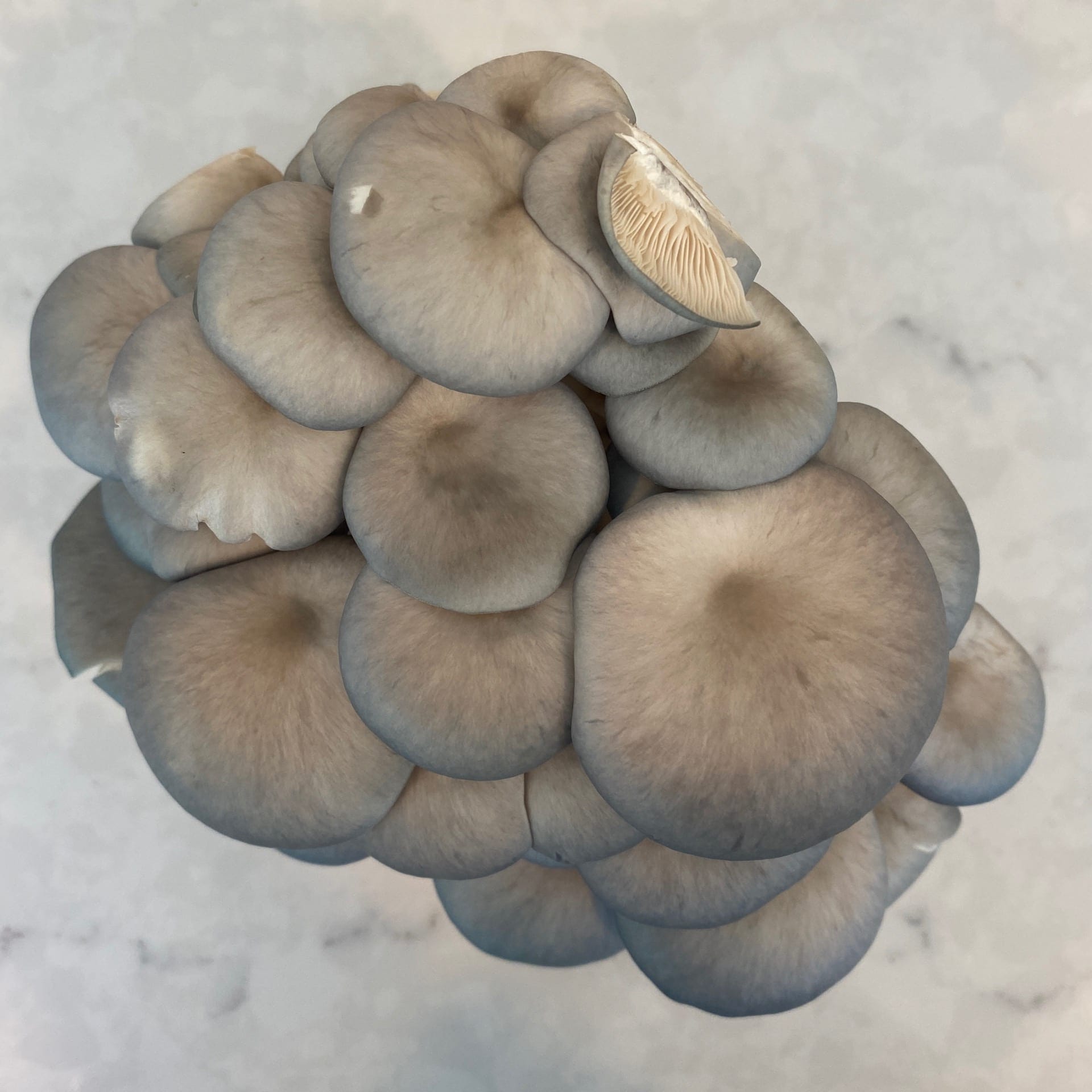 mushrooms oyster 1 oz