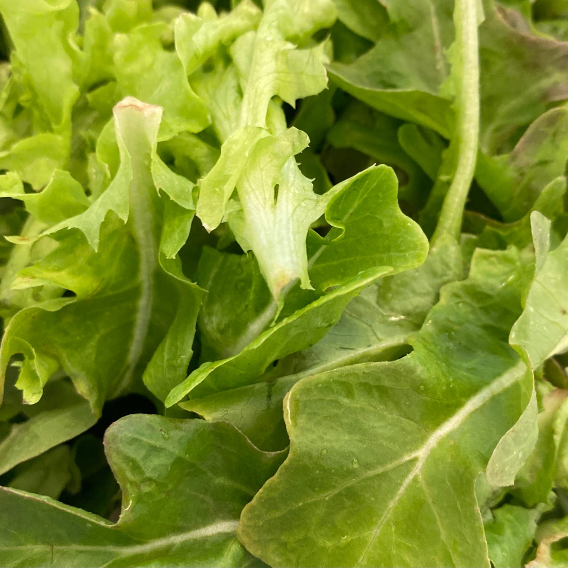 salanova lettuce mix 90c oz