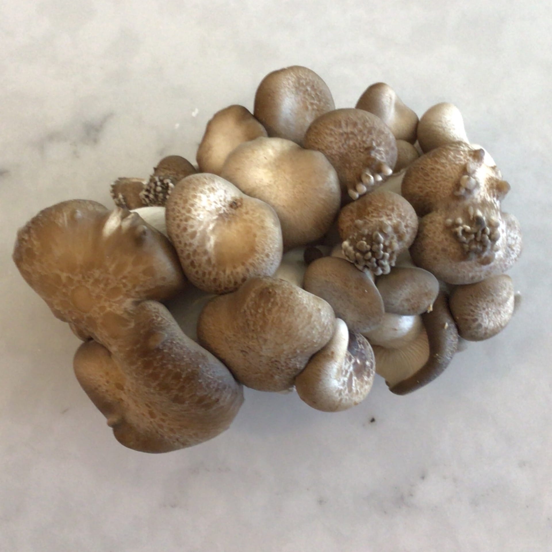sold out beech mushrooms