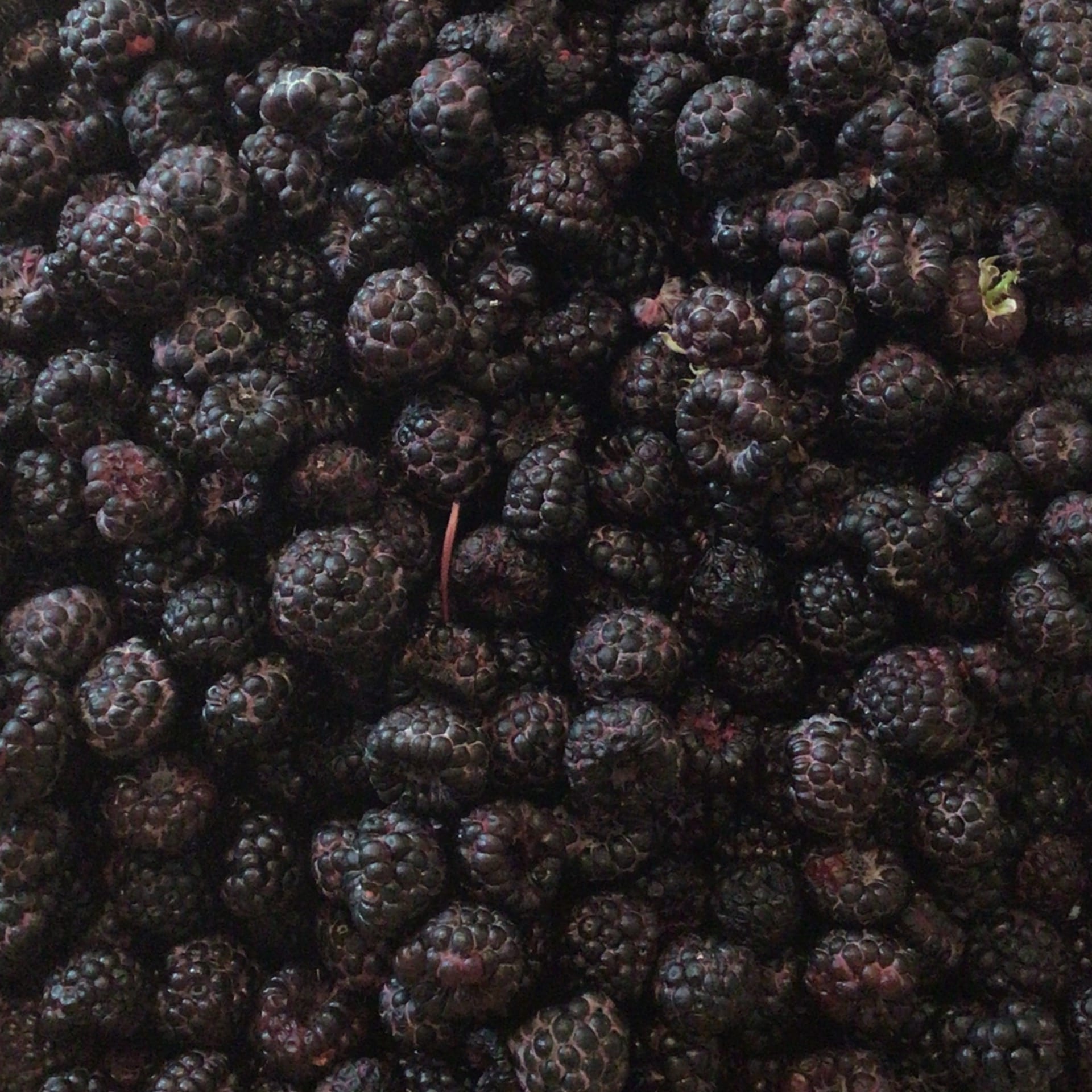 sold out black raspberries local