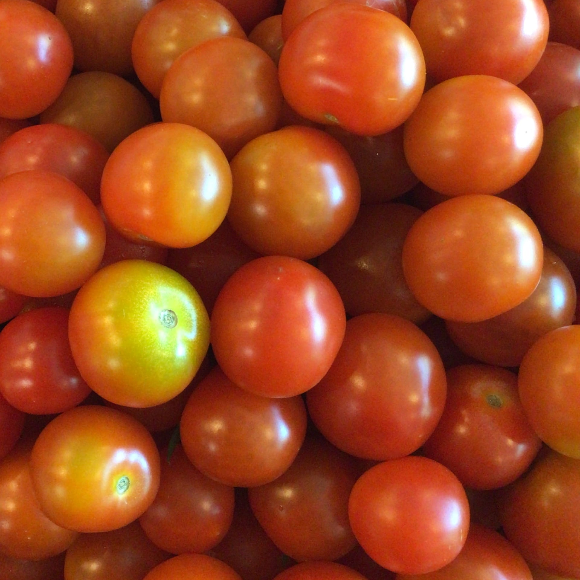 sold out cherry tomatoes red