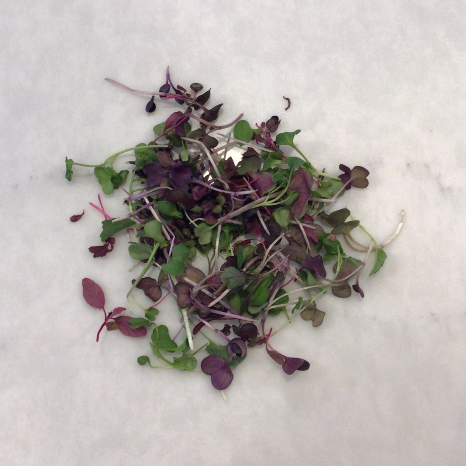 sold out country blend micro greens