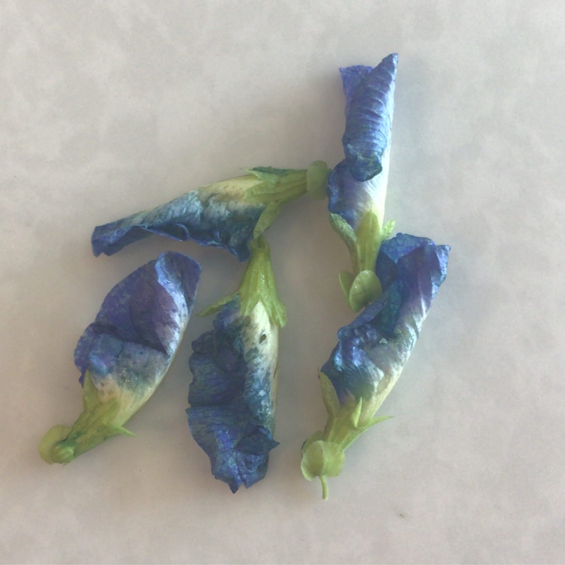 sold out edible flowers butterfly pea