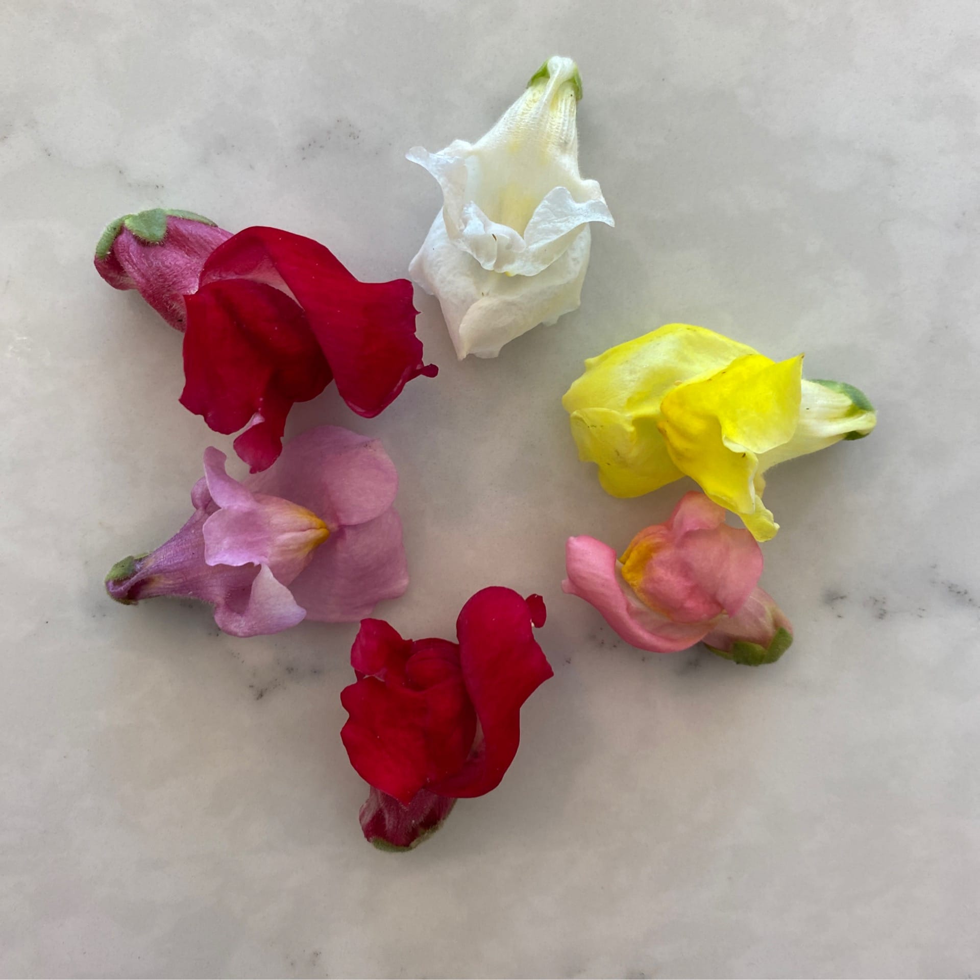 sold out edible snapdragon flowers case of 12 sale