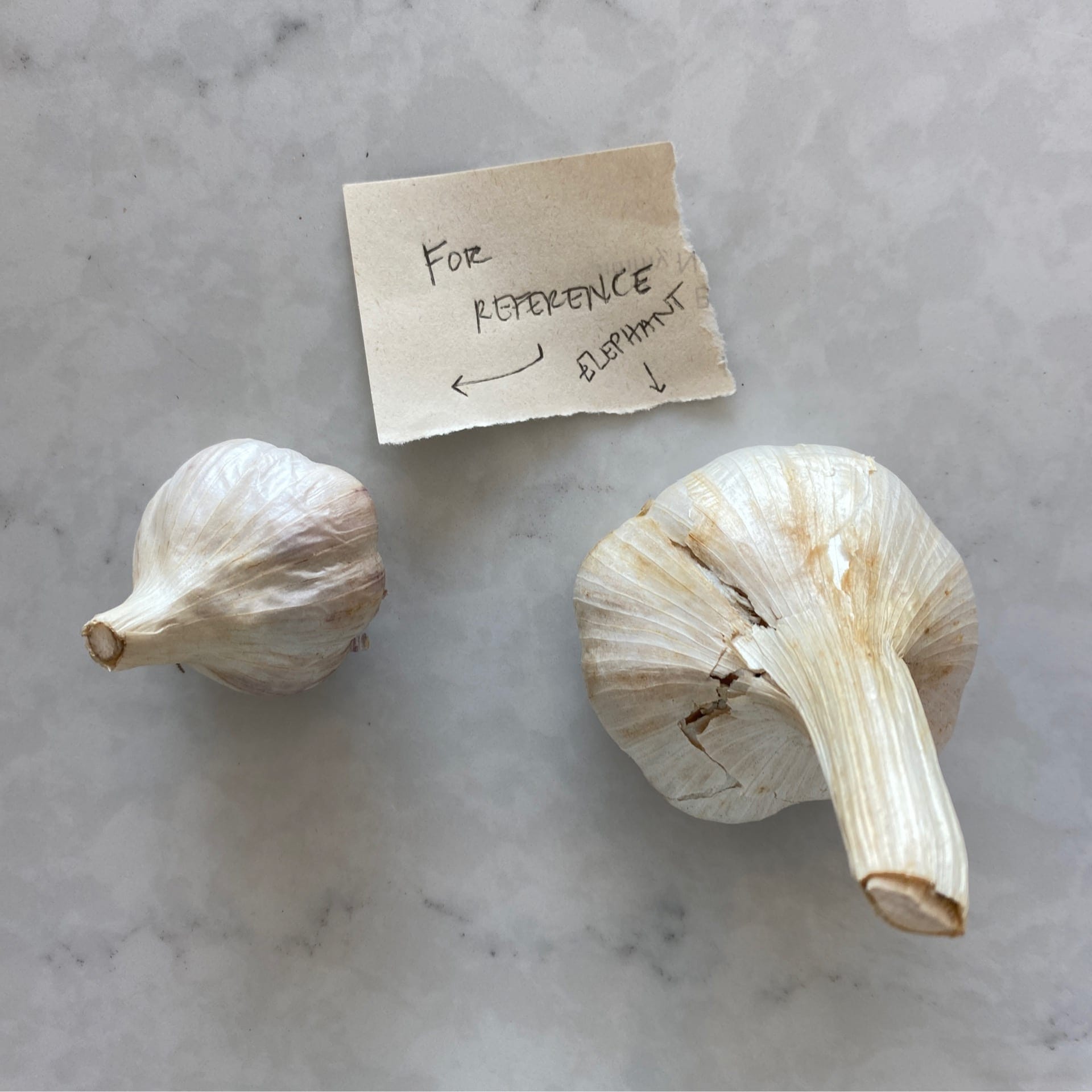 sold out elephant garlic