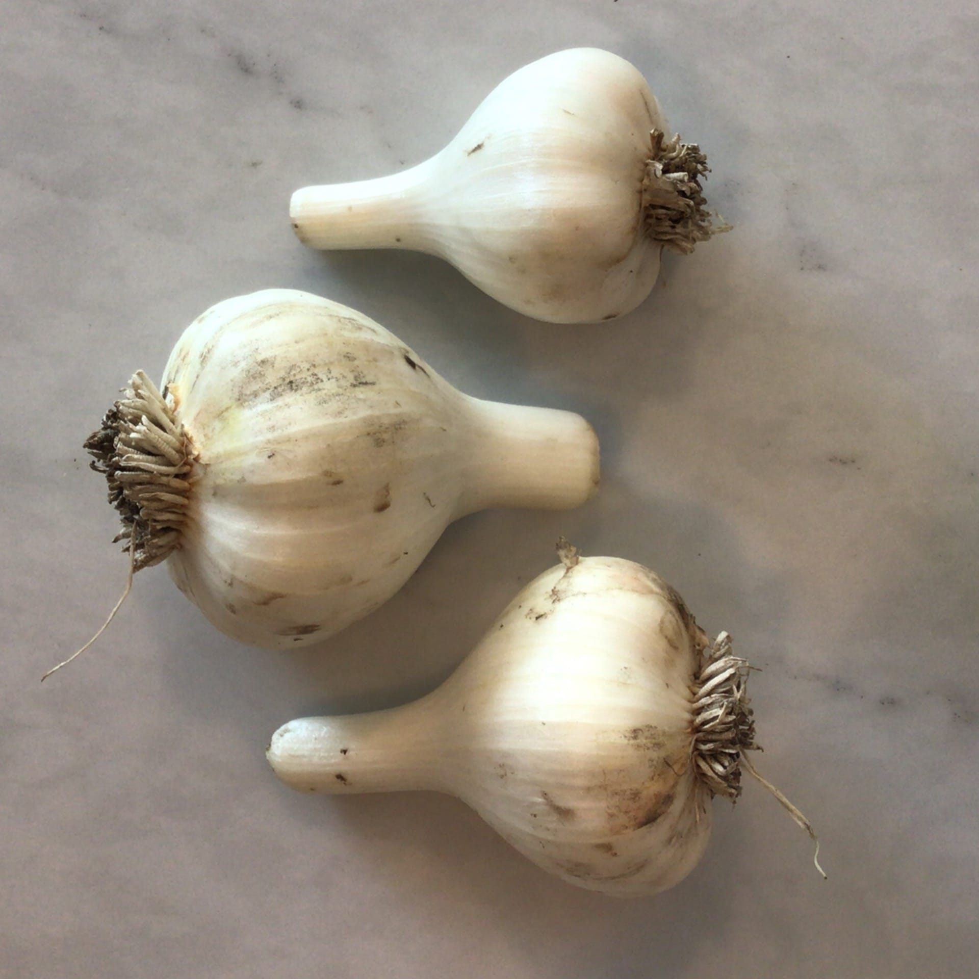 sold out fresh garlic bulbs