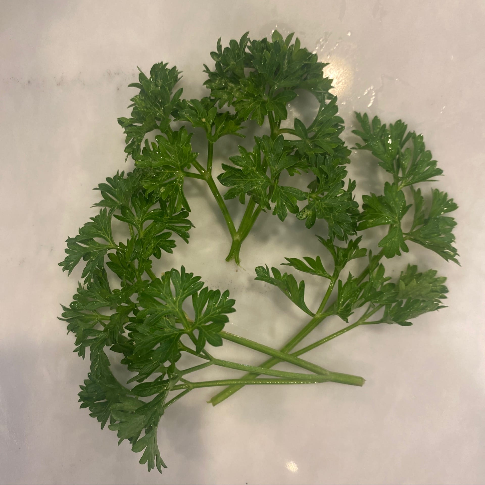 sold out fresh parsley curly leaf