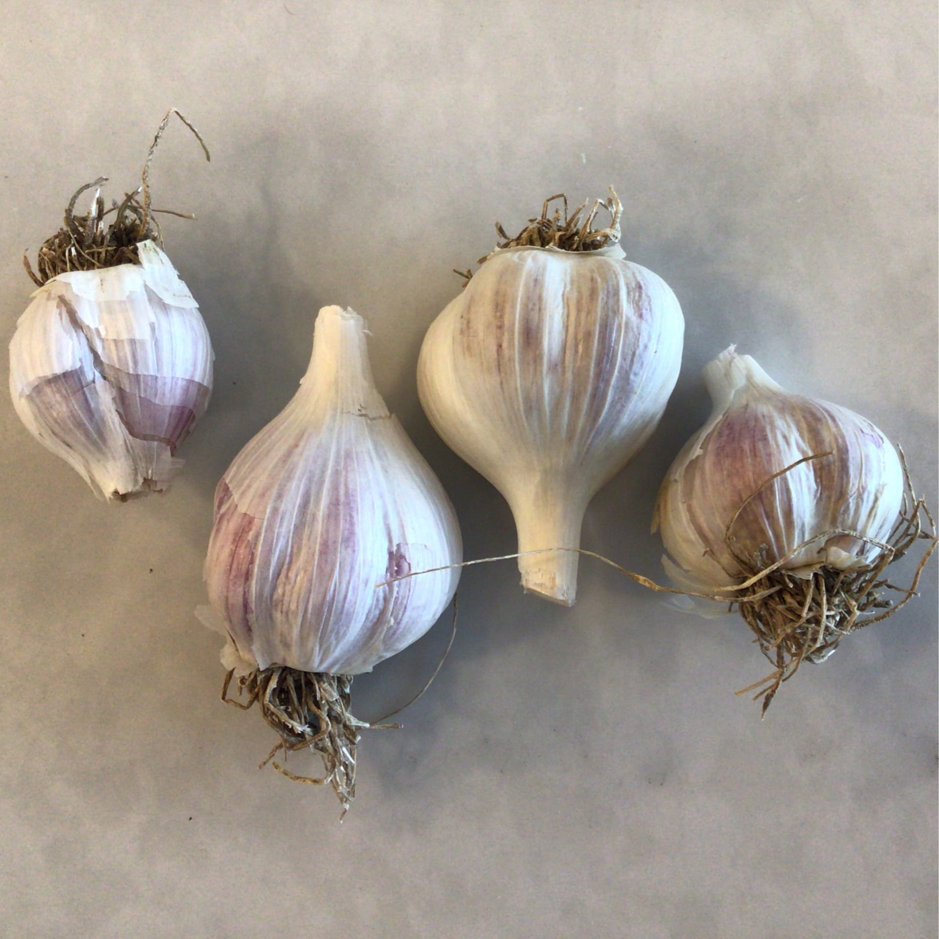 sold out garlic local german heirloom