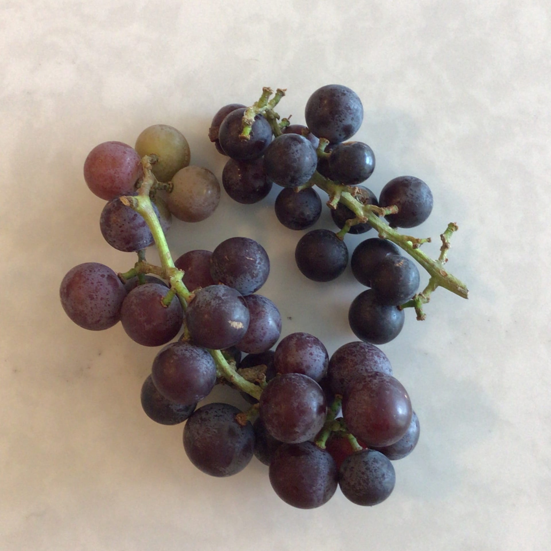 sold out grapes summer welch variety