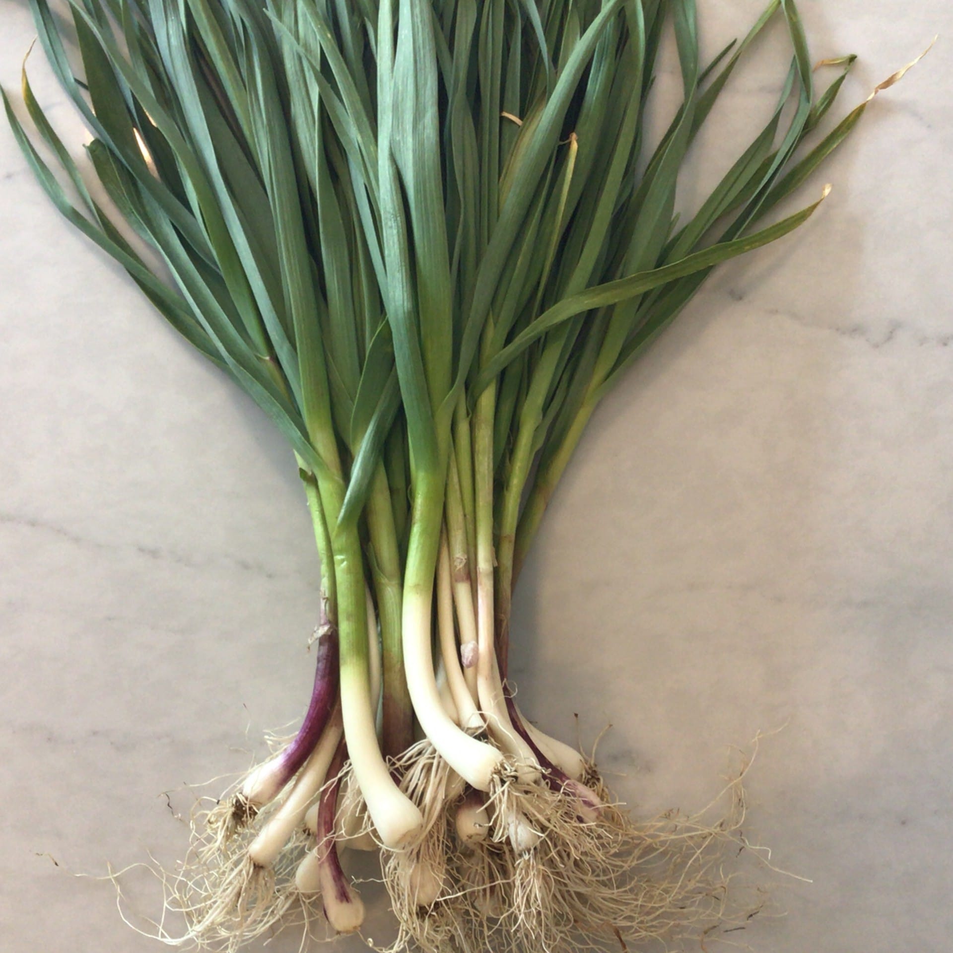 sold out green garlic