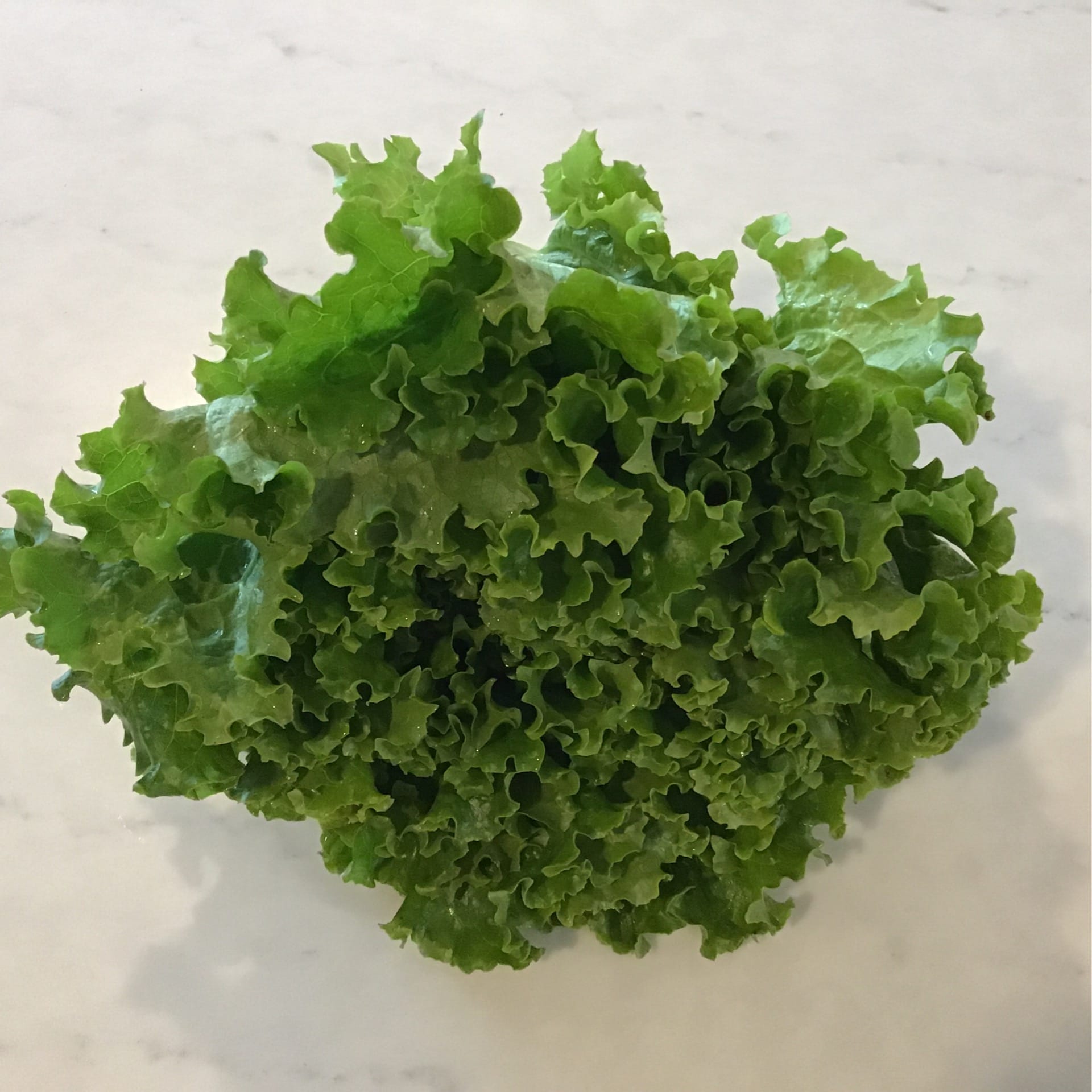 sold out green leaf lettuce head each