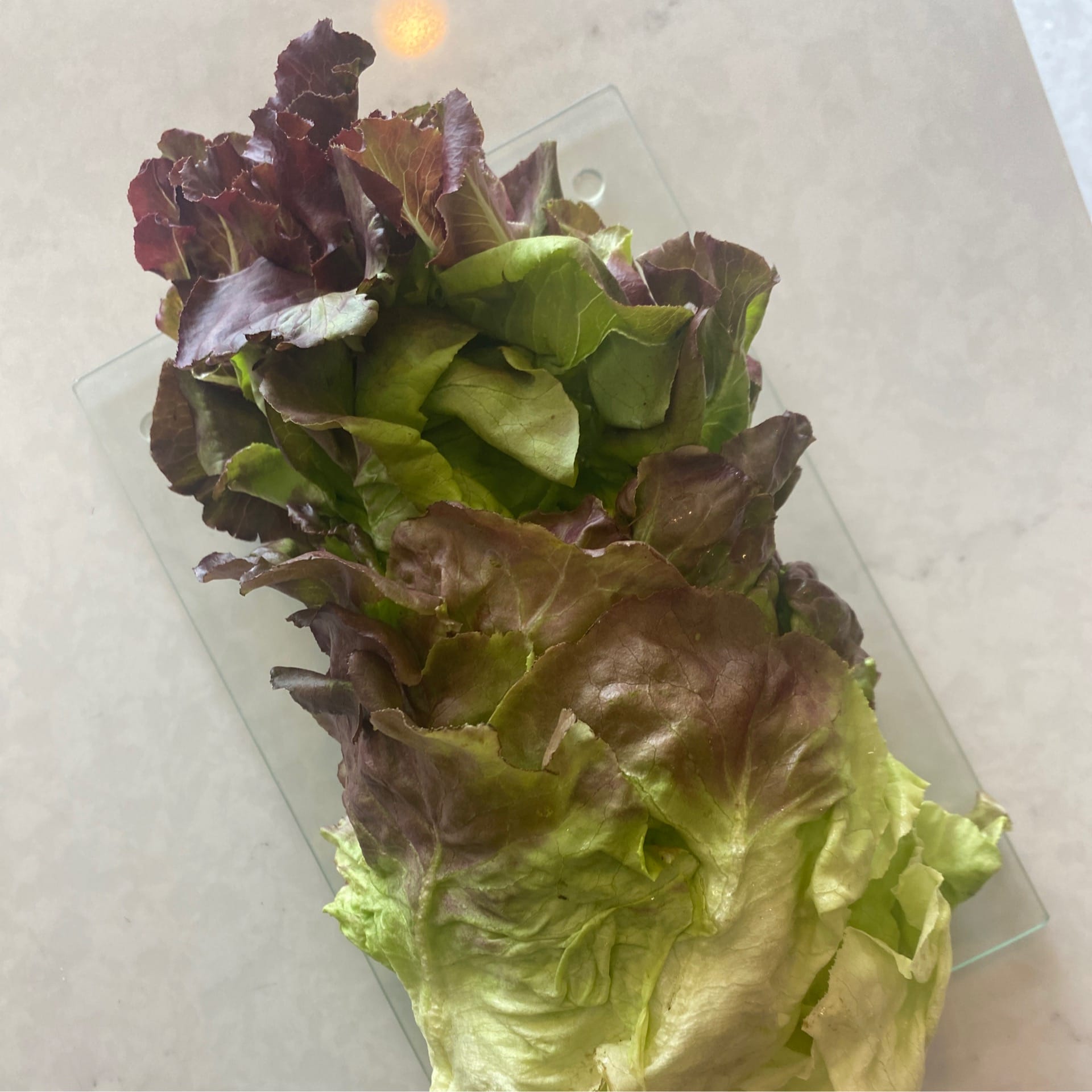 sold out red butterhead lettuce