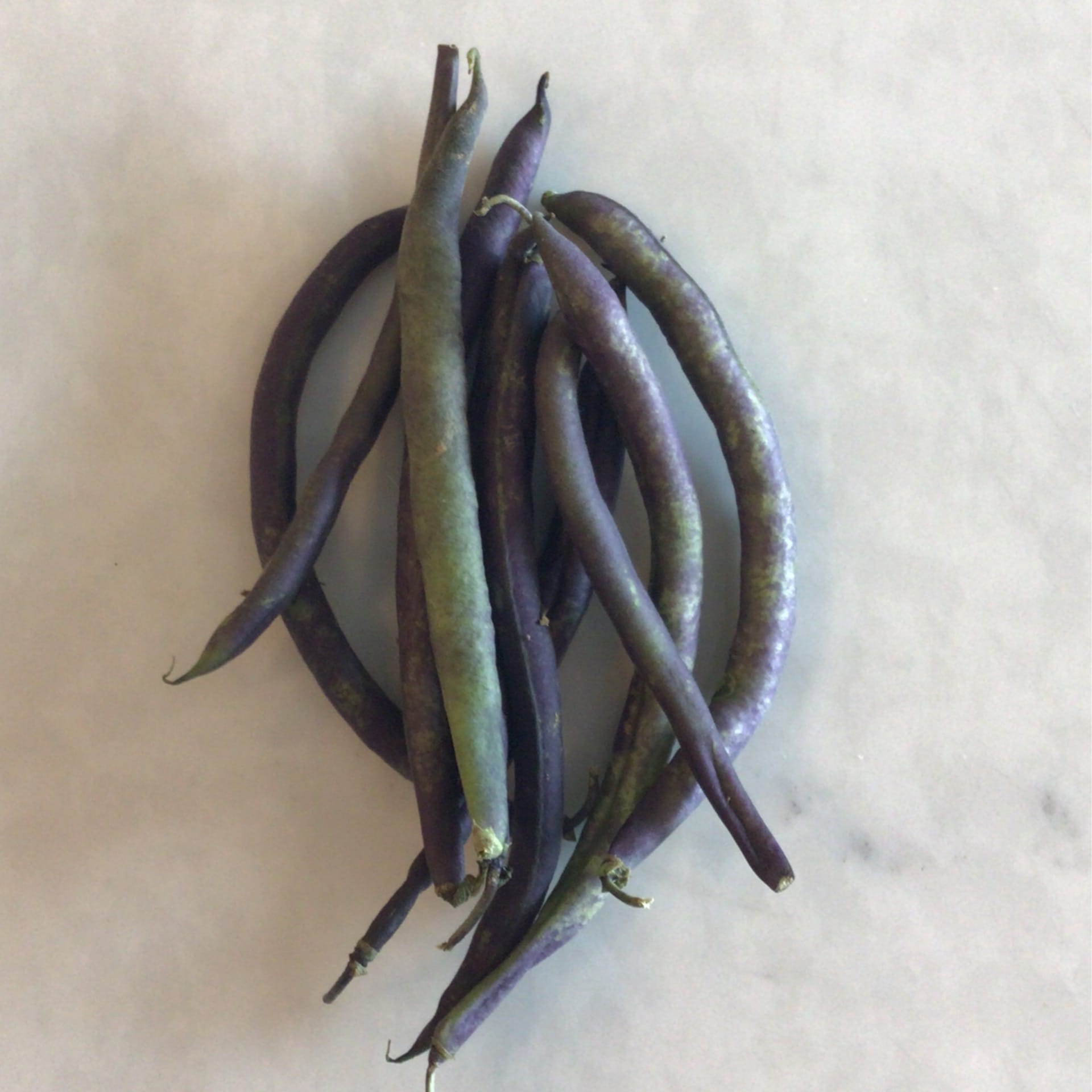 sold out sale purple beans