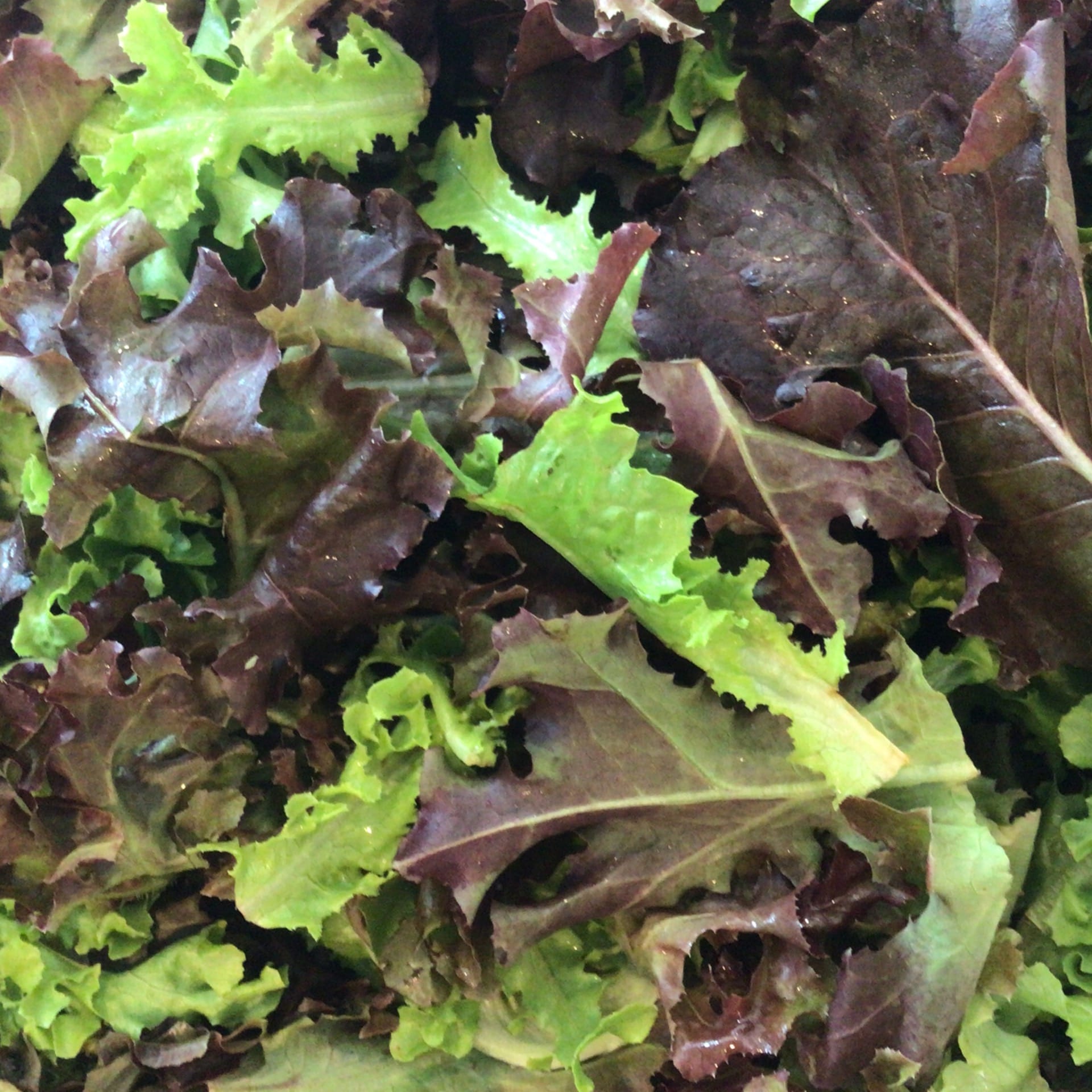 Optimal Pricing Spring Mix Lettuce Information Learn About Spring Mix  Lettuce, mixed greens 