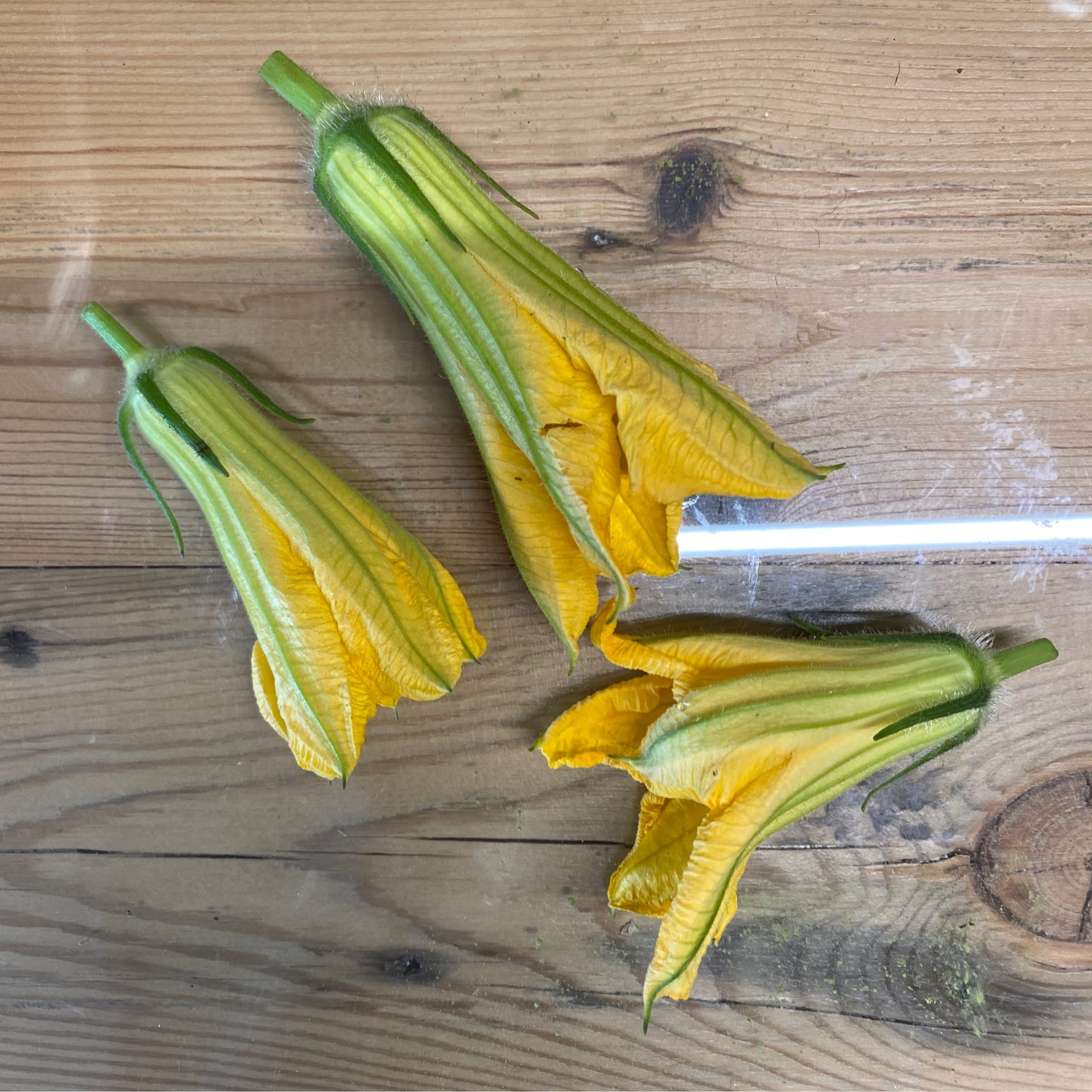 sold out squash blossoms each