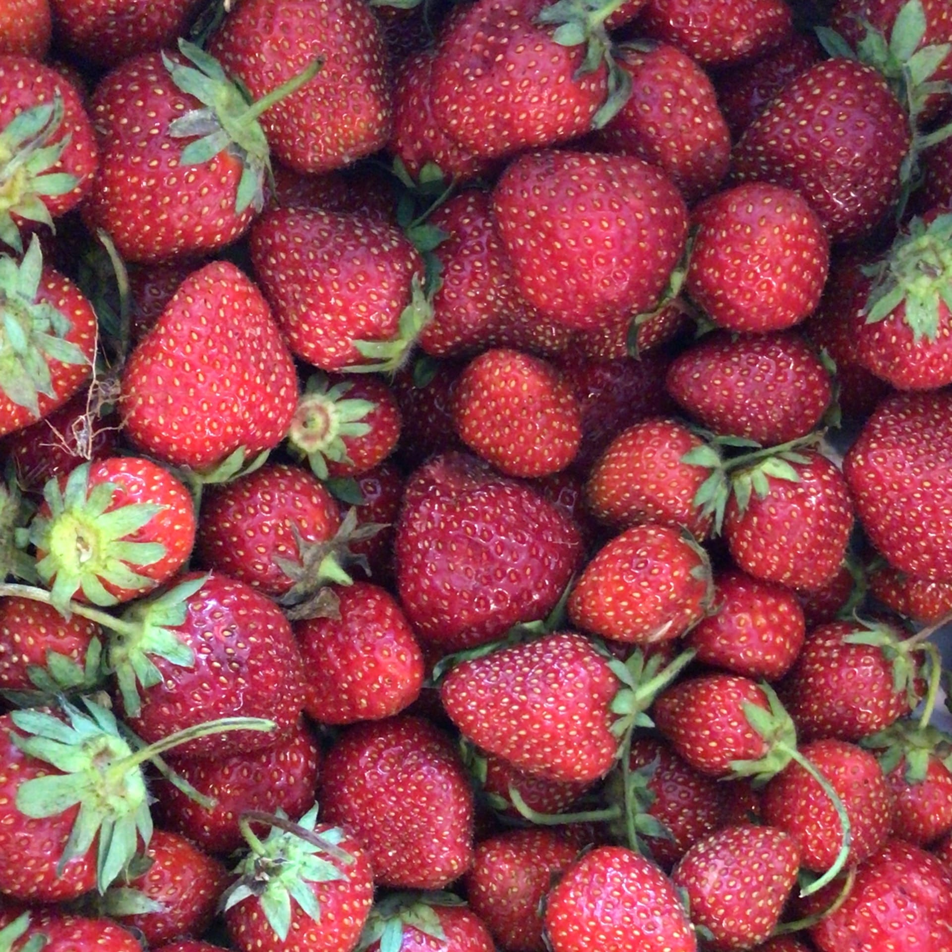sold out strawberries amish grown