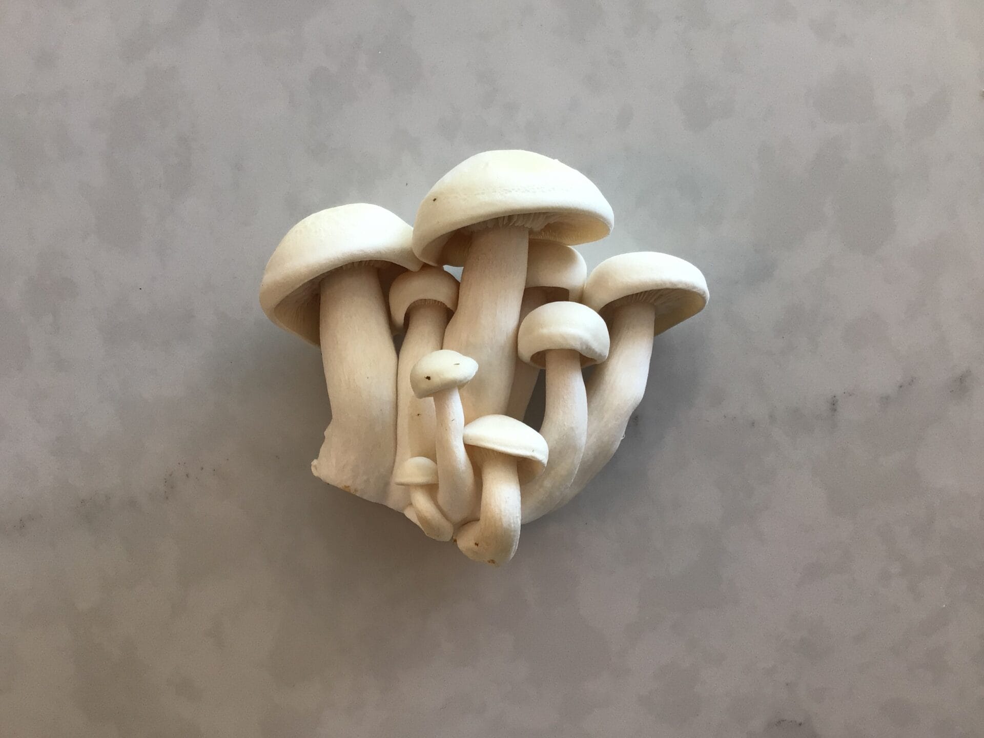 white beech mushrooms 110 oz