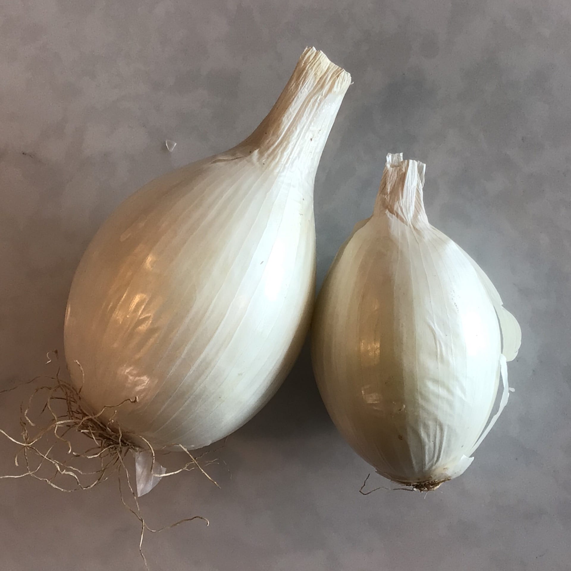 onions white