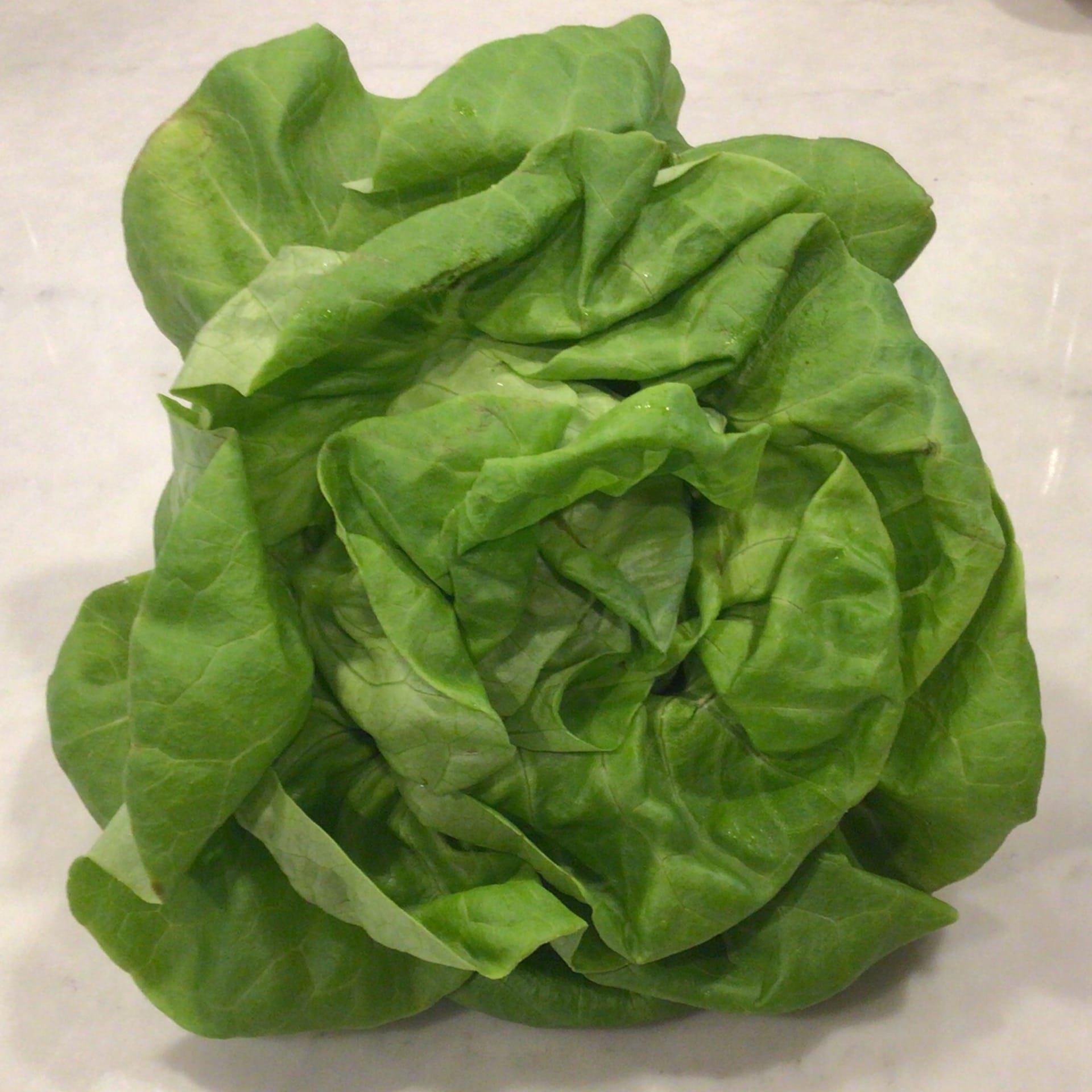green butter lettuce heads
